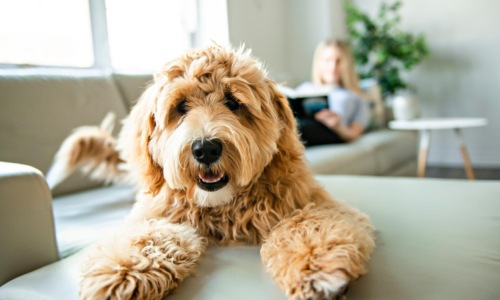 a dog sitting on a couch