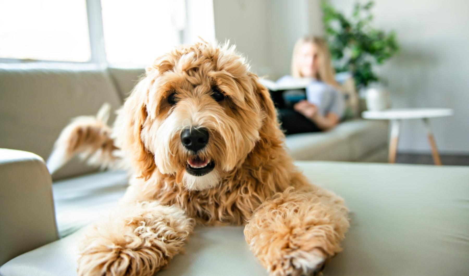 a dog sitting on a couch